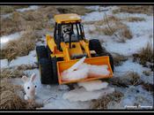 lapins crétins dégagent neige