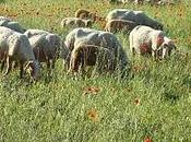 moutons coquelicots
