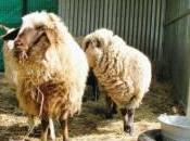 Adoptons moutons