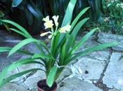 Clivia miniata var. citrina