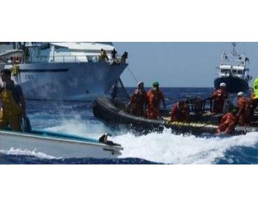 Thon rouge : des militants de Greenpeace violemment agressés en mer par les thoniers français
