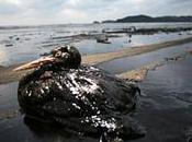 Marée noire Louisiane près animaux mazoutés déjà morts