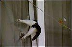 chat coincé dans fenêtre Charley, atteint d'hypoplasie cérébelleuse videos