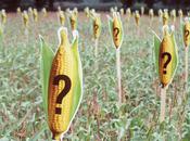 Allemagne: maïs illégal dans champs