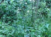 Valeriana officinalis