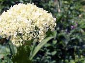 hydrangeas calcaire