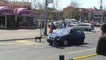Videos d'animaux: chiens voiture chien tortue contente