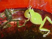 petit crapaud Raymond Lichet