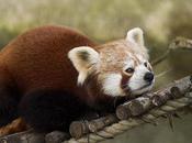 L'IMAGE JOUR: Panda rouge