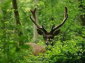 ..CHASSE CERFen forêt Brossay.Vendredi avril 187...