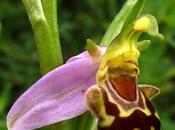 Ophrys apifera