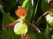 orchidées sabot vénus