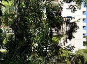 Bois cadet: îlot verdure