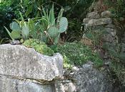 vieilles pierres fleurs