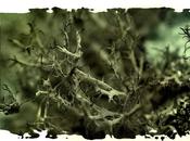 Lichens fruticuleux
