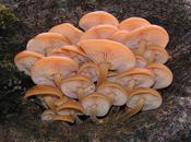 L'IMAGE JOUR: Champignons enokitake