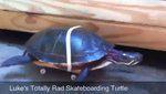 videos: tortue fait skateboard evasion manquée danseuse