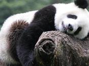 Gardien Pandas Toute aventure