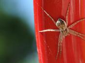 Coureurs rapides adroits chasseurs...