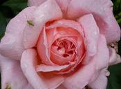 Rose Cornouaille