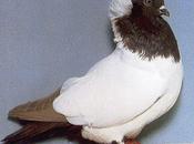 comportement pigeon reproducteur