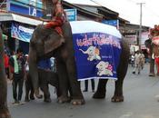 Jumeaux elephants thailande