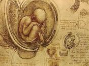 L'IMAGE JOUR: placenta Leonardo Vinci