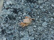Ferret crabe