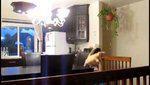 Video: chaton apprend sauter