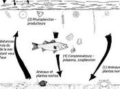 Décomposition organique, source alimentaire