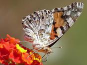 papillon (Jack Kerouac)