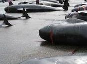 Danemark complice plus grand massacre mammifères marins d'Europe