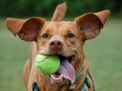 chiens balles tennis photos)