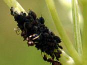 visiteurs Sambucus chinensis