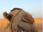 Camelisation
