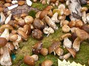 Entre-deux (plaisirs gourmands septembre)