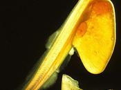 L'IMAGE JOUR: Alevin saumon