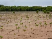 Protéger l'écosystème mangrove