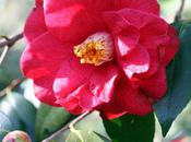 Adolphe Audusson stérile