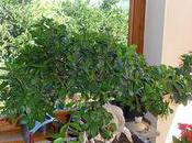 conseils pour votre ficus benjamina microcarpa