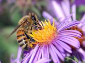 L'IMAGE JOUR: Abeille européenne