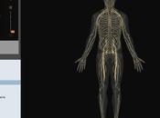 Anatomie corps humain virtuelle