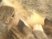 L’écureuil allaité chat