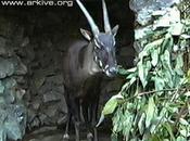 SAOLA, l'un animaux plus rares monde