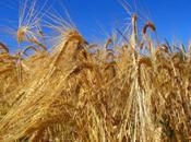 [ANNONCE UNE] Cherche Blé, maïs ballots paille