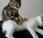 Videos d'animaux: Massage entre chats chien l'escalator
