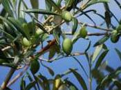 Fête l’Olivier Ollioules