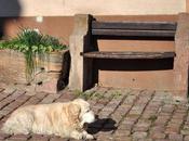 Chien prenant soleil pied d'un banc