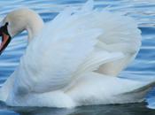 cygne (Tilemachos Chytiris)