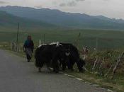 Terres Tibétaines (5/6) Tongren Xiahe